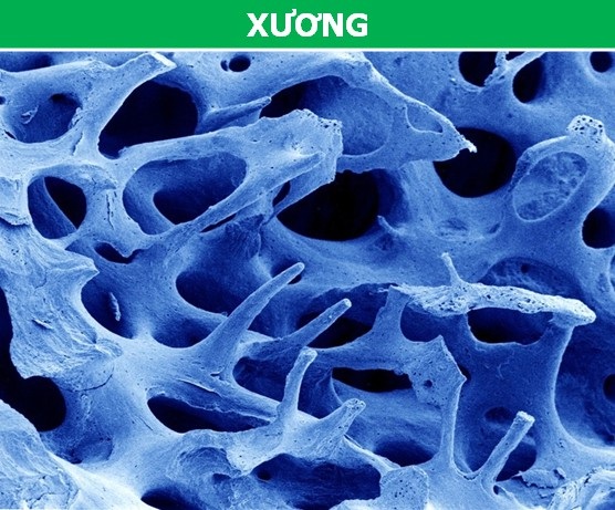 Các bộ phận trên cơ thể chúng ta trông thế nào dưới ống kính hiển vi? - 3 Trên thực tế, xương không hề đặc mà có kết cấu xốp với nhiều khoang rỗng. Hình ảnh phóng đại dưới kính hiển vi này sẽ giúp chúng ta hiểu hơn về cấu tạo của thứ làm nên “bộ khung” của chính cơ thể.