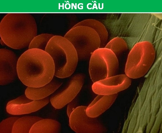 Các bộ phận trên cơ thể chúng ta trông thế nào dưới ống kính hiển vi? - 7 Hồng cầu là một trong những loại tế bào hiếm hoi trong cơ thể chúng ta không hề có nhân.