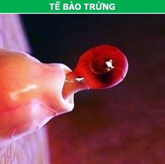 Các bộ phận trên cơ thể chúng ta trông thế nào dưới ống kính hiển vi? - 8 Trước mắt bạn chính là trứng của của người phụ nữ đang trong quá trình rụng để chờ được thụ tinh.