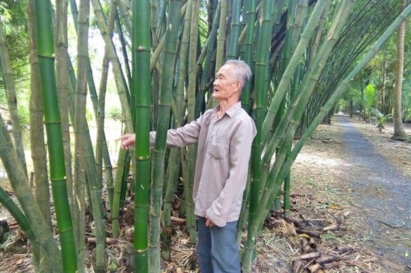 Trồng tre chơi chơi quanh bờ bao mà lời 80 triệu đồng - 1 Ông Đặng Văn Sang, xã Thạnh Hòa, huyện Phụng Hiệp, tỉnh Hậu Giang đang giới thiệu về một bờ tre mà ông đang chăm sóc.