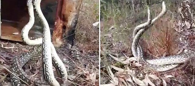 Video: Hai con trăn thảm kịch chiến tranh giành lãnh thổ - 1 Hai con trăn thảm xoắn vào nhau trong trận kịch chiến.