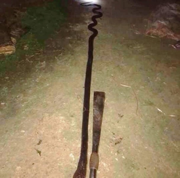 Con rắn cắn chết ông H. bị người dân vây bắt đánh chết ngay sau đó.