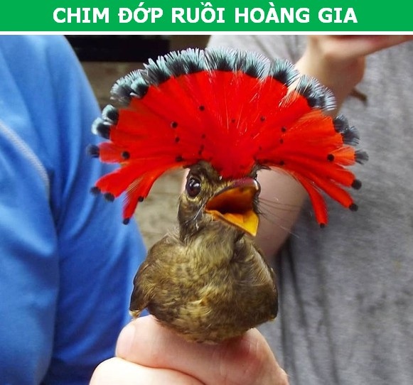 Những động vật “cực dị” khiến bạn khó có thể tin chúng thực sự tồn tại! - 2 Những động vật “cực dị” khiến bạn khó có thể tin chúng thực sự tồn tại! - 2