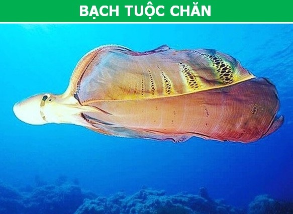 Những động vật “cực dị” khiến bạn khó có thể tin chúng thực sự tồn tại! - 8 Những động vật “cực dị” khiến bạn khó có thể tin chúng thực sự tồn tại! - 8