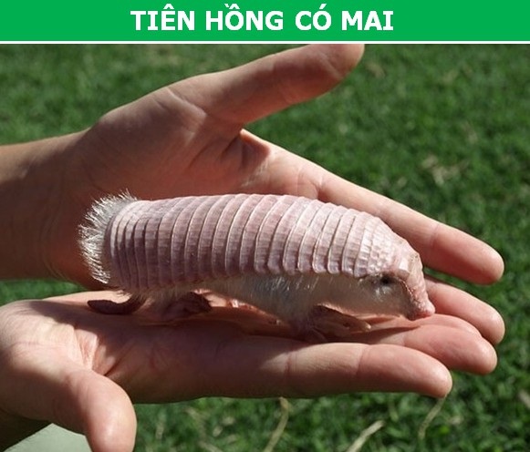 Những động vật “cực dị” khiến bạn khó có thể tin chúng thực sự tồn tại! - 9 Những động vật “cực dị” khiến bạn khó có thể tin chúng thực sự tồn tại! - 9