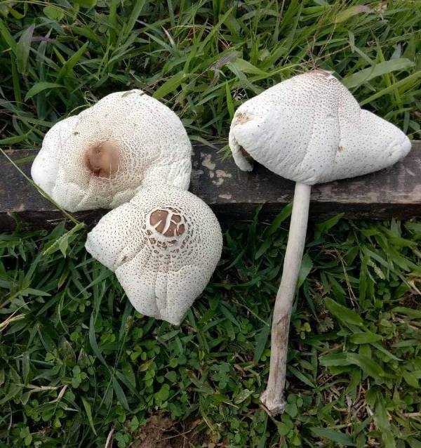 3 bà cháu nhập viện vì ăn nhầm nấm lạ - 1 Ăn phải nấm lạ, 3 bà cháu nhập viện.