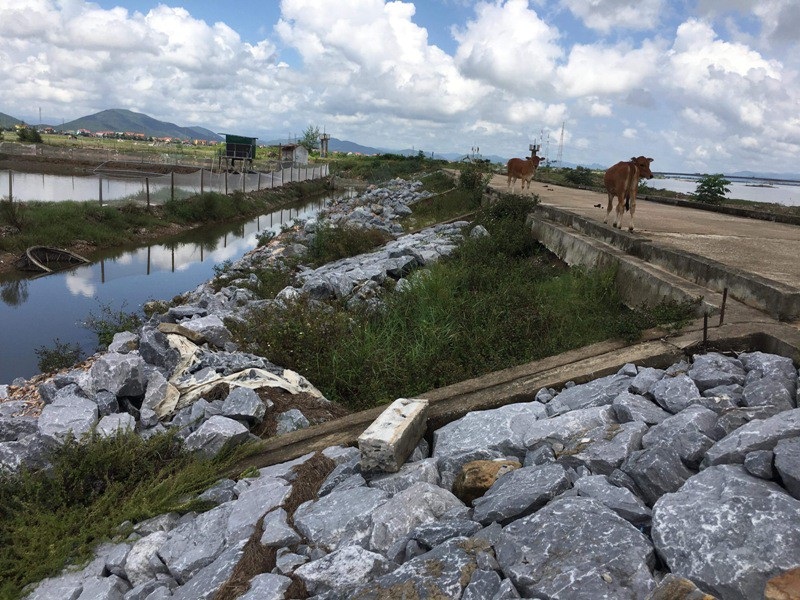 Quảng Bình:  Đê mới đầu tư xây dựng 5 năm đã xuống cấp nghiêm trọng! - Ảnh 4.