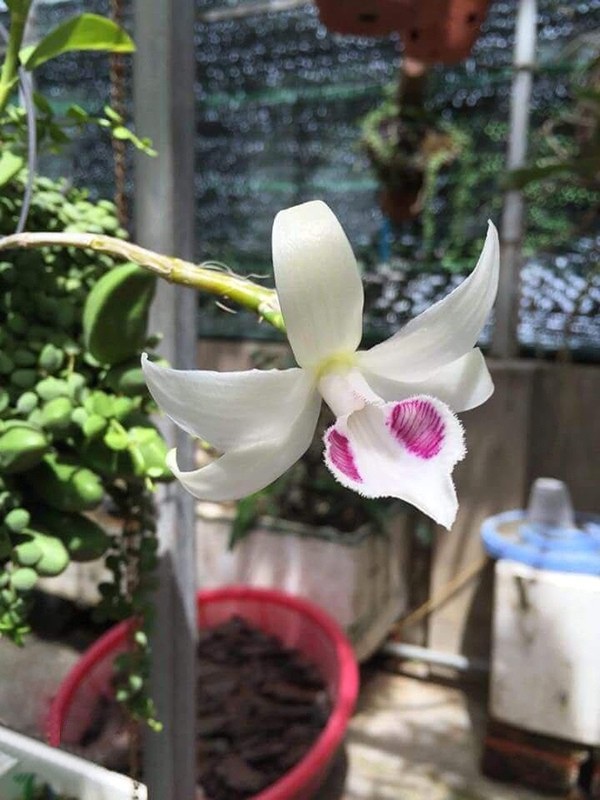Giò lan 6,8 tỷ đồng: Cuộc giao dịch gây “choáng” trong giới chơi lan - 9 Lan phi điệp (lan giả hạc), là loại lan có giá đắt tiền nhất hiện nay và cũng là loài lan được giới chơi lan săn lùng nhiều nhất. Trong đó, phi điệp 5ct, hay còn gọi là phi điệp 5 cánh trắng - vốn là một loại lan phi điệp đột biến gen - là loại quý hiếm và có giá trị cao nhất. Ảnh: VietQ