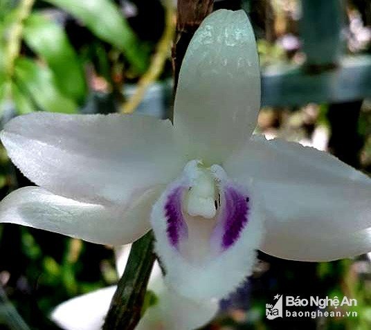 Giò lan 6,8 tỷ đồng: Cuộc giao dịch gây “choáng” trong giới chơi lan - 7 Ông Đ. cho biết, ông mua giò lan từ năm 2016 của một người buôn lan trên địa bàn với giá 300 ngàn đồng. Năm 2017, giỏ lan có 5 mầm và có hoa. Dù nhiều người trả giá cao nhưng ông Đ. quyết định bán giỏ hoa độc đáo này cho một dân chơi ở Hải Dương. Ảnh: Báo Nghệ An
