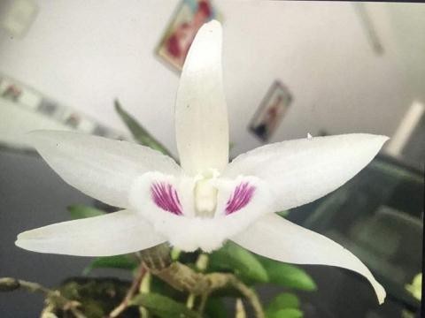 Giò lan 7 tỷ đồng: Chiêu thổi giá hay sự đam mê? - 1
Mặt hoa lan Giã Hạc đột biến 5 cánh trắng mới gia dịch ở Đà Nẵng.