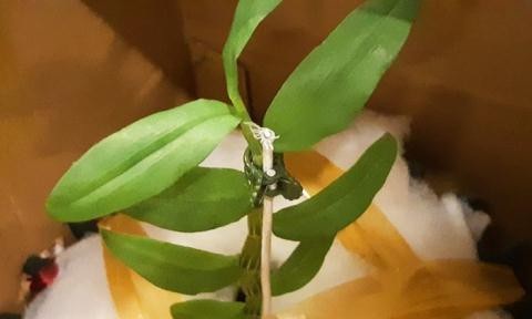 Giò lan 7 tỷ đồng: Chiêu thổi giá hay sự đam mê? - 2
Cây Giã Hạc đột biến 5 cánh trắng ở Đà Nẵng được nhân ra thành 8 mầm từ cây gốc.