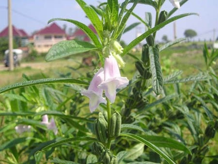 Mùa vừng - 1 Mùa vừng - 1