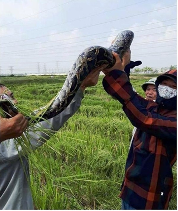 Tá hỏa phát hiện trăn "khủng" khi đang gặt lúa - 1