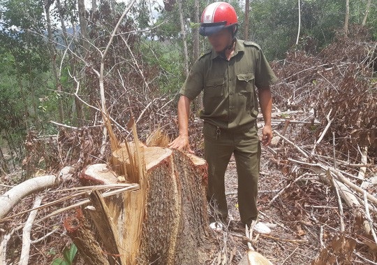 Khám nghiệm hiện trường vụ tận thu gỗ để phá rừng phòng hộ - 1 Các đối tượng đã lợi dụng việc tận thu gỗ gãy đổ để phá rừng