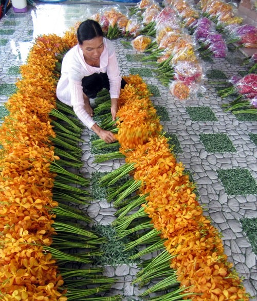 Cô gái 8X bỏ công nhân về trồng lan, bán 1,7 triệu đồng cành/năm - 2 Công nhân đang phân loại, đóng gói hoa lan tại trang trại của chị Trinh. Ảnh: Hữu Quang