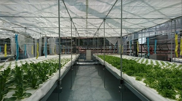 Công ty Yanmar Symbiosis lần đầu đạt Chứng nhận GLOBALG.A.P - 2