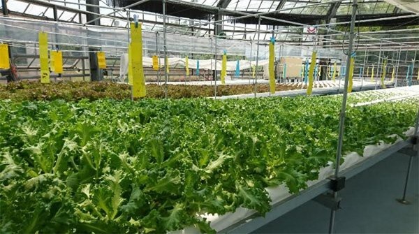 Công ty Yanmar Symbiosis lần đầu đạt Chứng nhận GLOBALG.A.P - 3