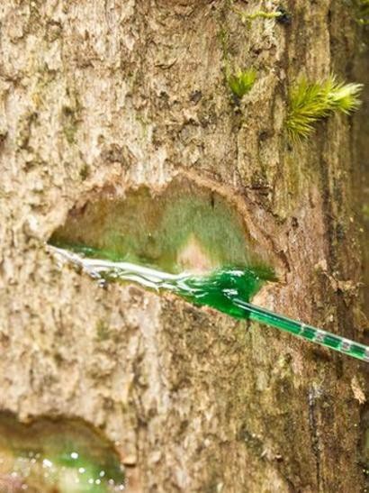 Cây chảy máu… kim loại? - 4
Cây Phyllanthus balgooyi của Borneo có nhựa màu xanh lá giàu niken - Ảnh của Antony van der Ent