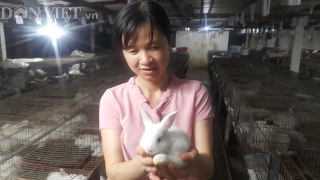 Nam Định: Nuôi gần 1 vạn thỏ, mỗi tháng lãi gần 100 triệu đồng - 3 Chuồng nuôi thỏ rộng hơn 3000m2, được bố trí làm nhiều dãy chuồng khác nhau với hàng nghìn ô chuồng nuôi thỏ New Zealand của gia đình chị Thủy.