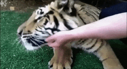 “Việc nhẹ, lương cao”: Nhổ răng cho hổ