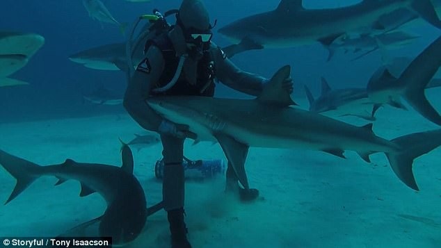 Người biết "làm phép" khiến cá mập hung dữ bỗng ngoan như cún - 1
Con cá mập bị thôi miên giữa đại dương.