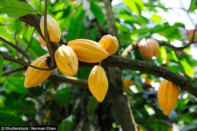 Các chuyên gia cảnh báo, socola có thể sẽ biến mất vào năm 2050 - 2
Cây cacao.