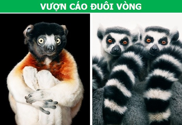 Những bức hình “đầy ám ảnh” về các loài động vật sắp biến mất hoàn toàn - 2 Những bức hình “đầy ám ảnh” về các loài động vật sắp biến mất hoàn toàn - 2