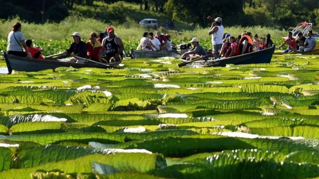 Tưởng chừng tuyệt chủng, hoa súng "khổng lồ" bất ngờ xuất hiện trở lại - 2 Loài cây này từng bị liệt trong danh sách nguy cấp trong năm 2006 và tưởng chừng tuyệt chủng, bất ngờ xuất hiện trở lại
