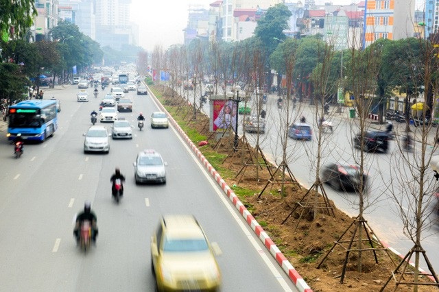 Cây phong lá đỏ lần đầu tiên được trồng trên phố Hà Nội - 2
Phong lá đỏ là loài cây khá mới lạ đối với các đô thị Việt Nam. Cây được kỳ vọng sẽ góp phần xây dựng môi trường xanh, cải thiện không khí và cảnh quan đô thị.