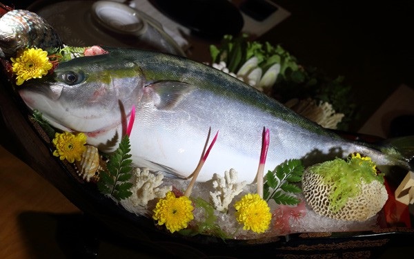 Đại gia ăn 'cá năm mới' Nhật: Truyền tai nhau, sống thọ thêm 5 tuổi - 1
Loại cá rất đắt chỉ có số ít nơi bán