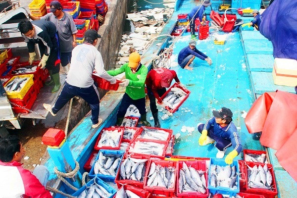 Đầu năm, ngư dân Bình Định trúng đậm cá ngừ sọc dưa, thu về tiền tỷ - 4 Đầu năm, ngư dân Bình Định trúng đậm cá ngừ sọc dưa, thu về tiền tỷ - 4