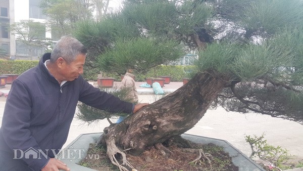 Chiêm ngưỡng phi lao kiểng cổ dáng siêu phong, giá nửa tỷ đồng - 4
Ông Trung chăm sóc cây kiểng độc đáo của gia đình mình.