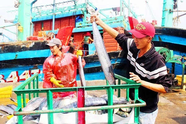 Đầu năm, ngư dân Bình Định trúng đậm cá ngừ sọc dưa, thu về tiền tỷ - 5 Đầu năm, ngư dân Bình Định trúng đậm cá ngừ sọc dưa, thu về tiền tỷ - 5