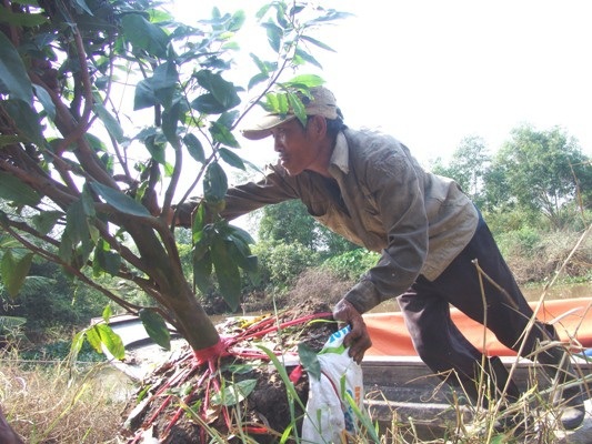 Những "nghệ nhân" bứng mai Tết kiếm tiền triệu mỗi ngày ở Sài Gòn - 5 Anh Trương Văn Tài, quê Đồng Tháp, mấy năm gần đây, mỗi khi Tết đến đều tìm đến đây làm thuê. Mặc dù công việc rất cực, nhưng bù lại anh có thể kiếm tiền triệu mỗi ngày để đưa về quê giúp gia đình có một cái Tết no đủ.