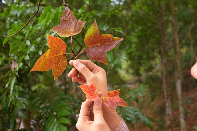 Ít người biết, ngay gần Hà Nội đã có rừng phong lá đỏ - 5 Ít người biết, ngay gần Hà Nội đã có rừng phong lá đỏ - 5