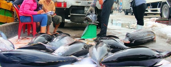 Đầu năm, ngư dân Bình Định trúng đậm cá ngừ sọc dưa, thu về tiền tỷ - 6 Đầu năm, ngư dân Bình Định trúng đậm cá ngừ sọc dưa, thu về tiền tỷ - 6