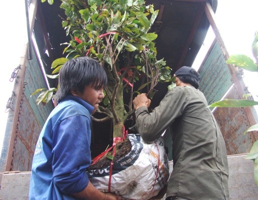 Những "nghệ nhân" bứng mai Tết kiếm tiền triệu mỗi ngày ở Sài Gòn - 6 Mỗi gốc mai được bứng lên và vận chuyển lên xe tải cho thương lái, người làm thuê nhận từ 20.000 – 100.000 đồng, tùy theo gốc mai lớn hay nhỏ.