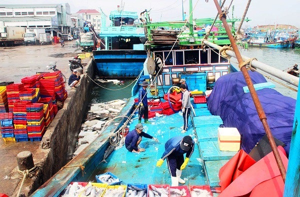 Đầu năm, ngư dân Bình Định trúng đậm cá ngừ sọc dưa, thu về tiền tỷ - 1 Đầu năm, ngư dân Bình Định trúng đậm cá ngừ sọc dưa, thu về tiền tỷ - 1