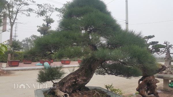 Chiêm ngưỡng phi lao kiểng cổ dáng siêu phong, giá nửa tỷ đồng - 1
Cây phi lao kiểng của ông Trung đã trên dưới 100 tuổi nên cây có gốc, thân rất cổ thụ.