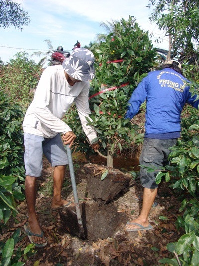 Những "nghệ nhân" bứng mai Tết kiếm tiền triệu mỗi ngày ở Sài Gòn - 1 Dưới cái nắng chang chang, các nhân công vật lộn với gốc mai vàng. Họ phải dùng xà-beng bứng cây mai khỏi mặt đất rồi bó gốc lại gọn gàng.