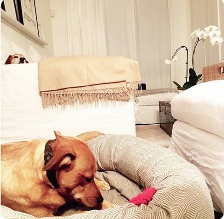 Tuy nhiên, nếu như chuyển đến sống tại Nottingham Cottage trong điện Kensington cùng Hoàng tử Harry, Meghan sẽ phải rời bỏ ngôi nhà ba phòng ngủ cực kì đáng yêu của mình. Được biết, mức giá rao bán trên thị trường của ngôi nhà này đã vượt ngưỡng một triệu đô la Mỹ (xấp xỉ 22,7 tỉ đồng).