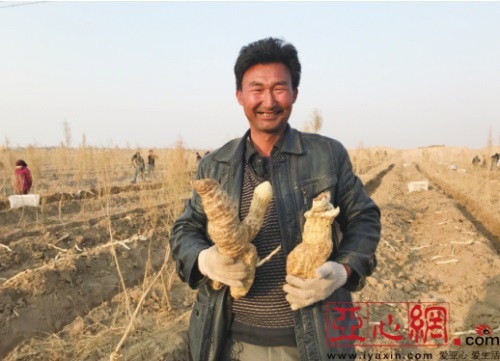 Thu hàng tỷ đồng mỗi năm nhờ trồng "nhân sâm của sa mạc" - 1 Abulizi Simayi – “tỷ phú nông dân” làm giàu nhờ “nhân sâm sa mạc”