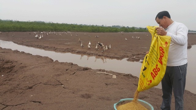 Kiếm hàng trăm triệu đồng nhờ nuôi ngỗng sạch bán Tết - 1 Ông Trần Văn Tân đang chăm bẵm đàn ngỗng nuôi trên 4ha đất bãi ven sông của gia đình để chuẩn bị bán cho các ”thượng đế” ăn Tết.