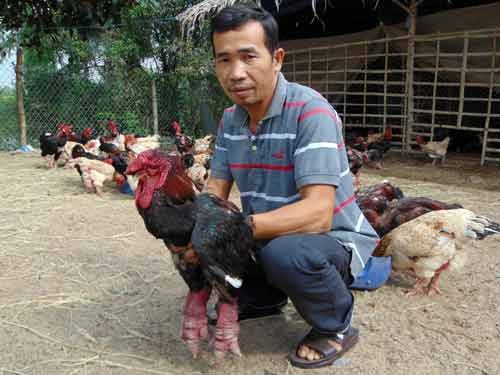 Gần Tết, gà tiến vua Đồng Tháp 400.000 đồng/kg mà vẫn "cháy" hàng - 1 Anh Hơn với chú gà độc đáo khách trả hơn 3 triệu vẫn không bán. Ảnh: C.T