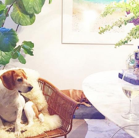 Cùng chia sẻ mái nhà ấm cúng với Meghan Markle còn có hai chú chó thân yêu có tên là Bogart và Guy.