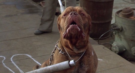 Kẻ phản diện có thể qua mặt tất cả mọi người, chỉ trừ một chú chó. Với trực giác nhạy bén, chú chó nhà ta sẽ sủa vào bất kì kẻ tội phạm nào.