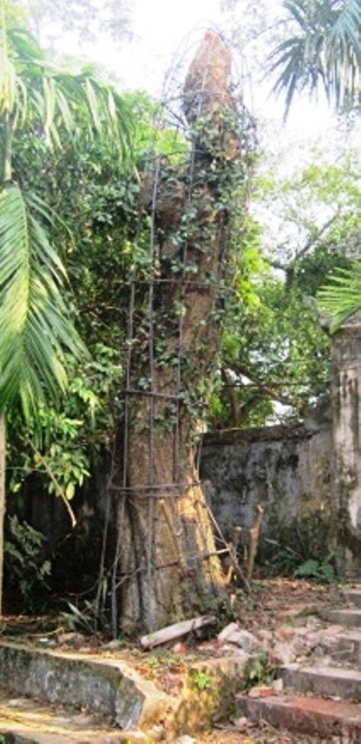 Gốc sưa bonsai cao 1 mét giá 1,4 tỷ đồng gây xôn xao - 5 
Gốc sưa triệu đô ở làng Phụ Chính.