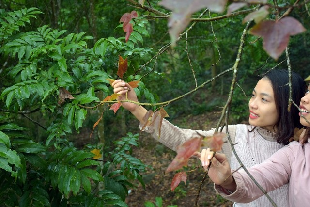 Ít người biết, ngay gần Hà Nội đã có rừng phong lá đỏ - 14 Ít người biết, ngay gần Hà Nội đã có rừng phong lá đỏ - 14