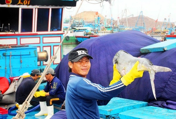 Đầu năm, ngư dân Bình Định trúng đậm cá ngừ sọc dưa, thu về tiền tỷ - 2 Đầu năm, ngư dân Bình Định trúng đậm cá ngừ sọc dưa, thu về tiền tỷ - 2