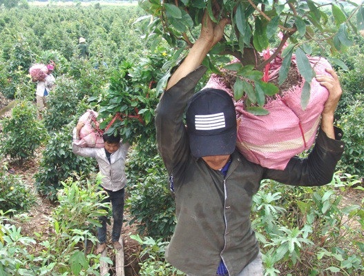 Những "nghệ nhân" bứng mai Tết kiếm tiền triệu mỗi ngày ở Sài Gòn - 2 Công việc nặng nhọc nhất là phải cõng những gốc mai này từ đồng ra bãi tập kết. Mỗi gốc mai có khi nặng khoảng 100kg, cồng kềnh rất khó vận chuyển.